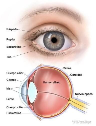 ojo esquema